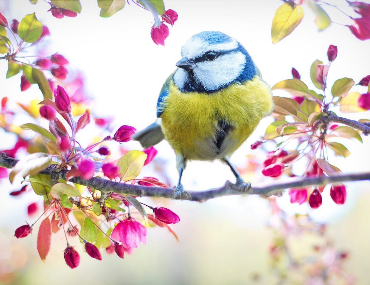 Pretty Bird in the Springtime 